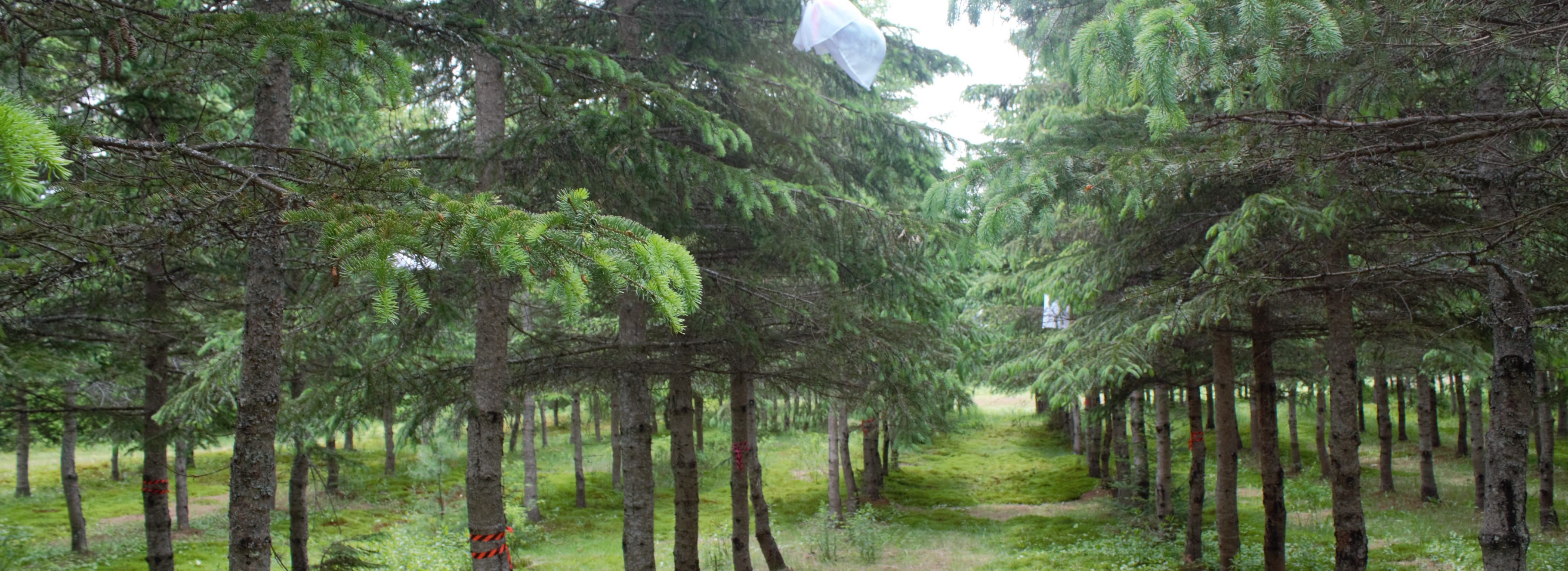 White spruce clones from Natural Resources Canada, Valcartier, Québec, Canada